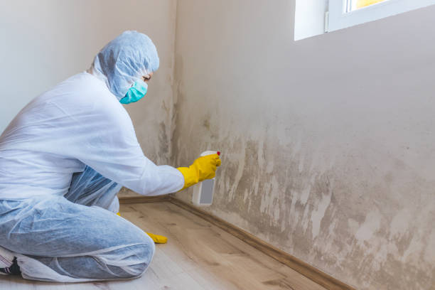 Licensed Basement Mold Remediation service in Boston, VA - 24 Hour Mold Removal
