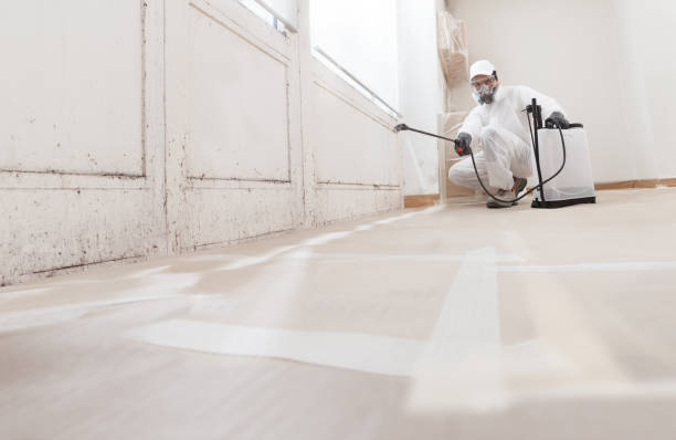 24/7 Emergency Basement Mold Remediation experts in Boston, VA