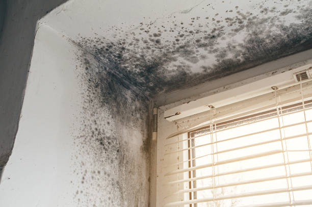 Affordable Basement Mold Remediation solutions in Boston, VA