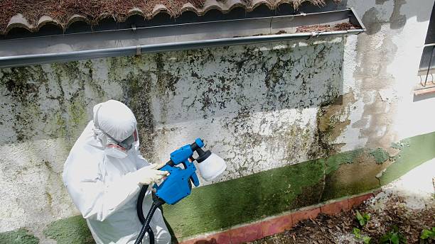 Top rated local Basement Mold Remediation specialists in Boston, VA